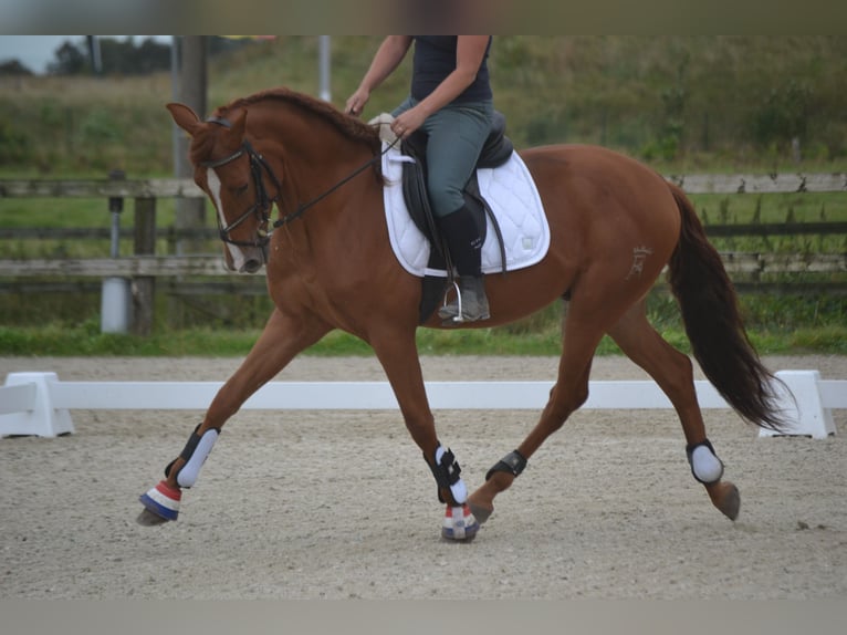 Andaluso Castrone 5 Anni 162 cm Sauro in Breda