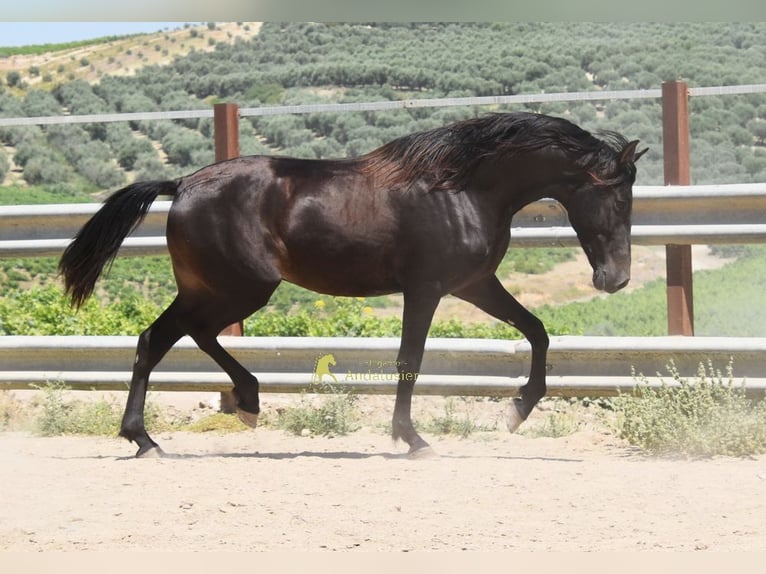 Andaluso Castrone 5 Anni 163 cm Falbo in Provinz Cordoba