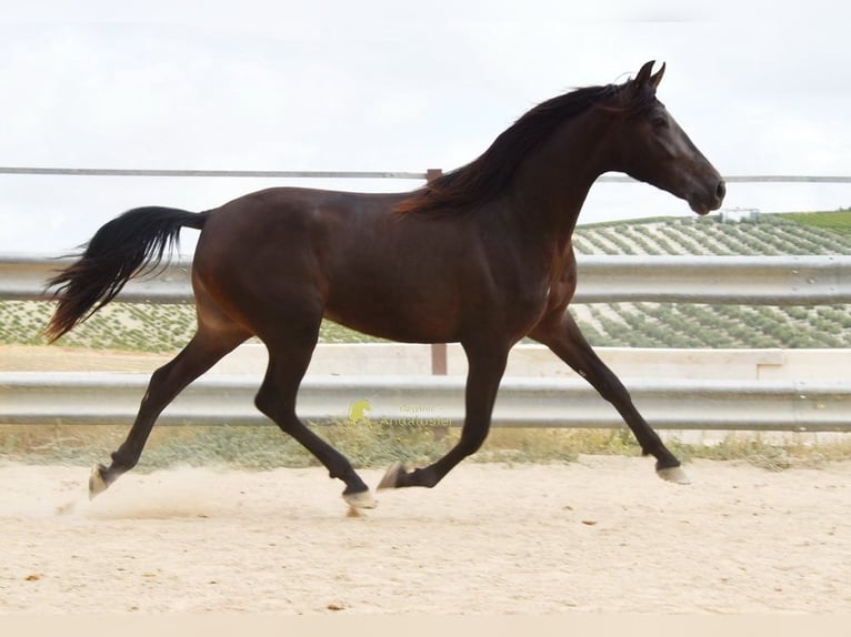 Andaluso Castrone 5 Anni 163 cm Falbo in Provinz Cordoba