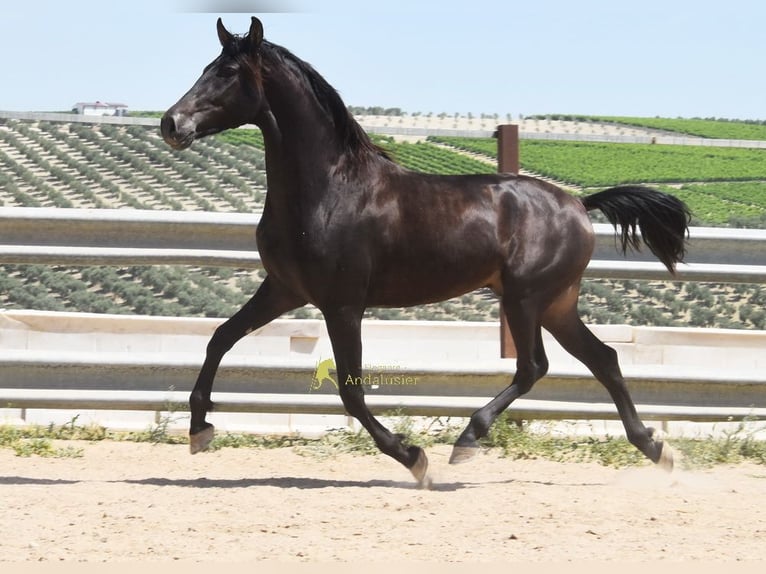 Andaluso Castrone 5 Anni 163 cm Falbo in Provinz Cordoba