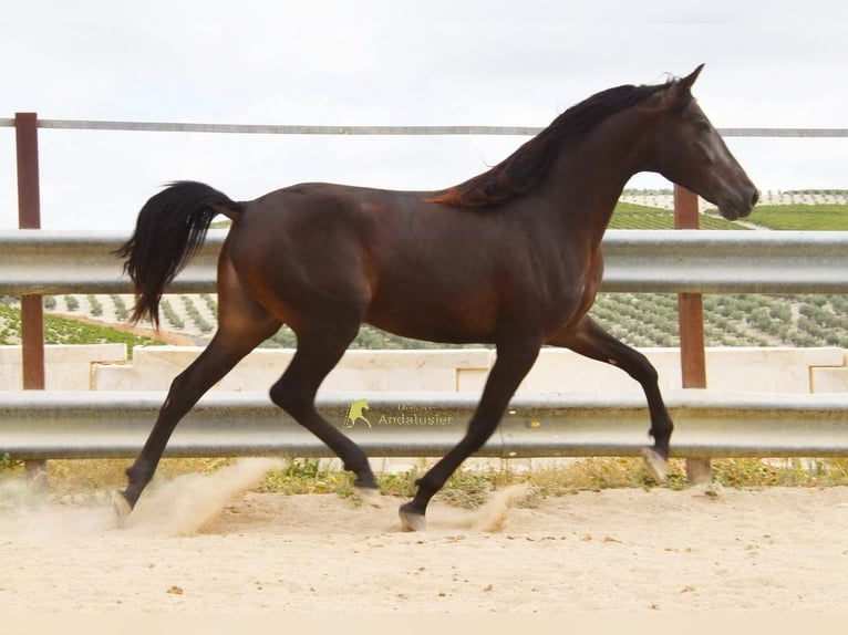 Andaluso Castrone 5 Anni 163 cm Falbo in Provinz Cordoba