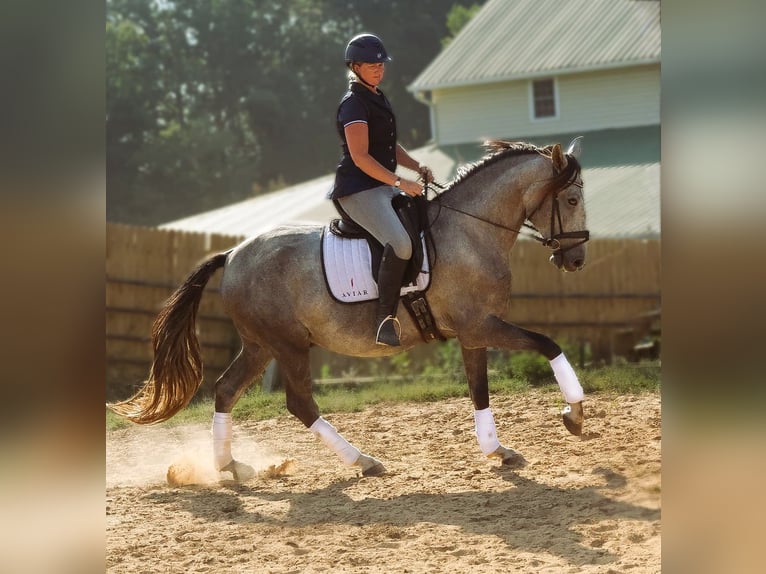 Andaluso Castrone 5 Anni 163 cm Grigio in Troutman