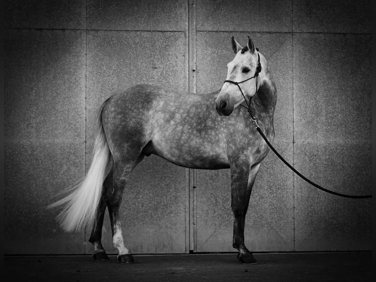 Andaluso Castrone 5 Anni 164 cm Grigio in Loon op Zand