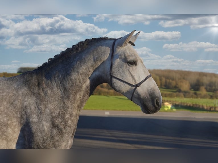 Andaluso Castrone 5 Anni 164 cm Grigio in Loon op Zand