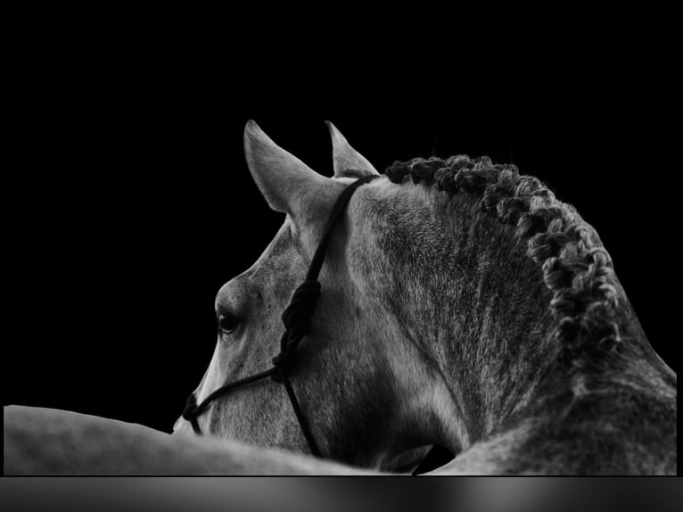 Andaluso Castrone 5 Anni 164 cm Grigio in Loon op Zand