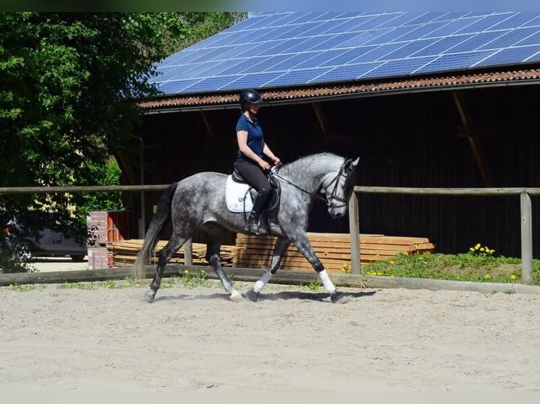 Andaluso Castrone 5 Anni 164 cm Grigio pezzato in Wellheim