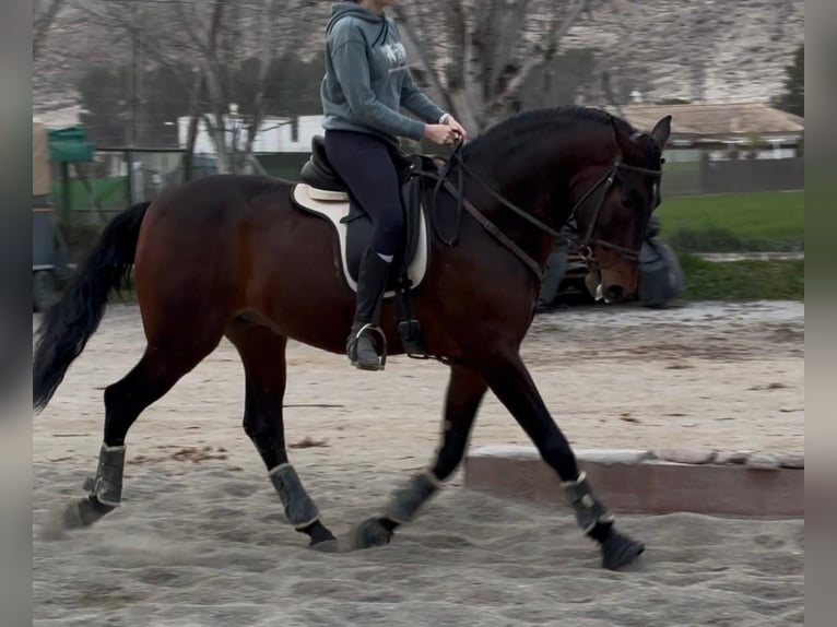 Andaluso Mix Castrone 5 Anni 165 cm Baio scuro in Atarfe