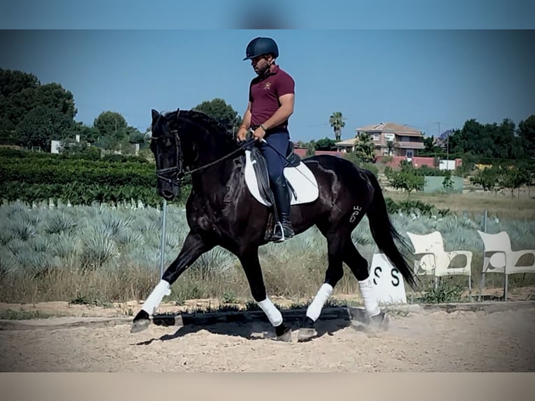 Andaluso Castrone 5 Anni 165 cm Morello in Betera