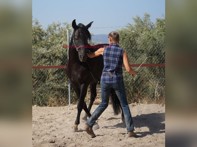 Andaluso Castrone 5 Anni 166 cm Morello in Pruna