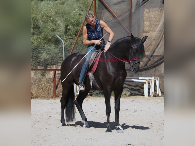 Andaluso Castrone 5 Anni 166 cm Morello in Pruna