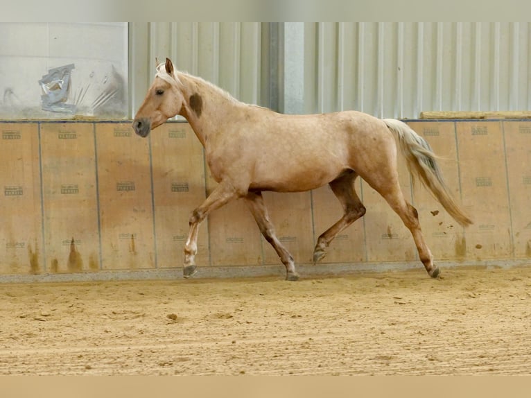 Andaluso Castrone 5 Anni 166 cm Palomino in Neustadt (Wied)