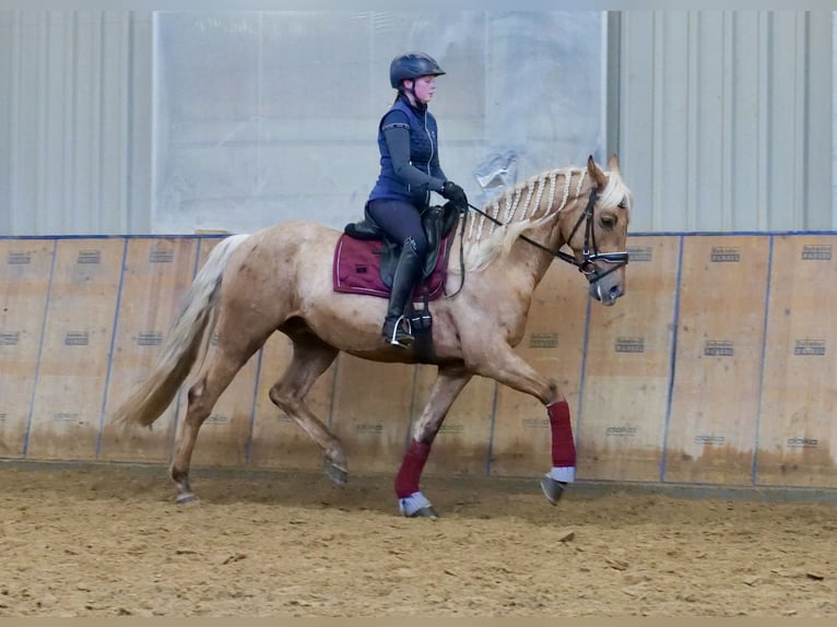 Andaluso Castrone 5 Anni 166 cm Palomino in Neustadt (Wied)