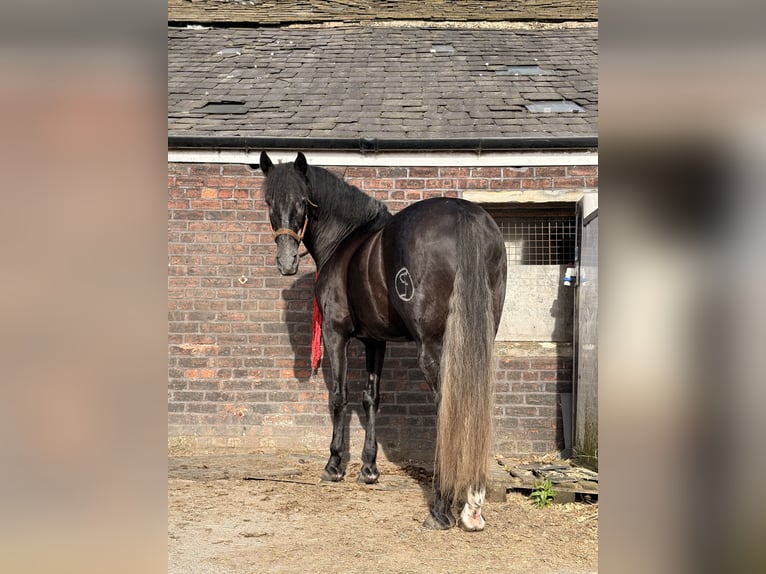 Andaluso Castrone 5 Anni 168 cm Grigio in Wingates