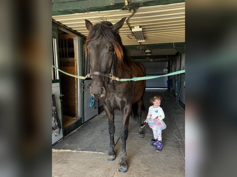 Andaluso Castrone 5 Anni 168 cm Morello in Oregon, Wisconsin