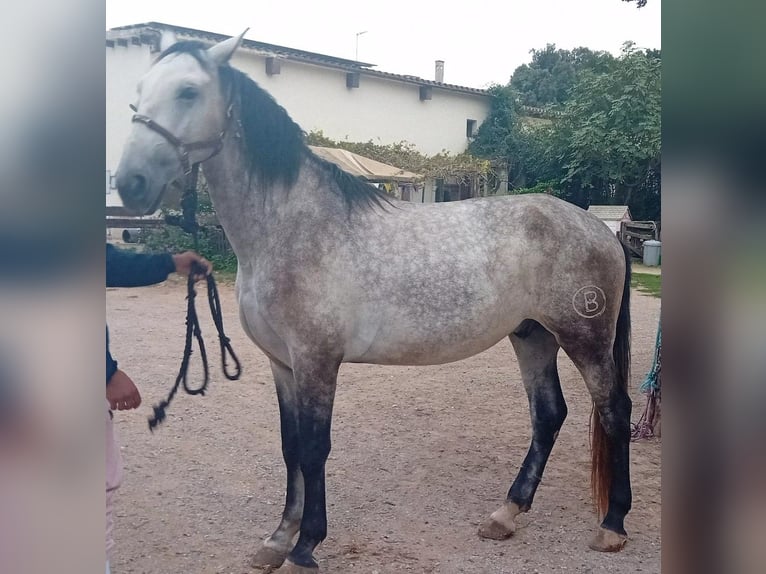 Andaluso Castrone 5 Anni 170 cm Grigio in Serinya