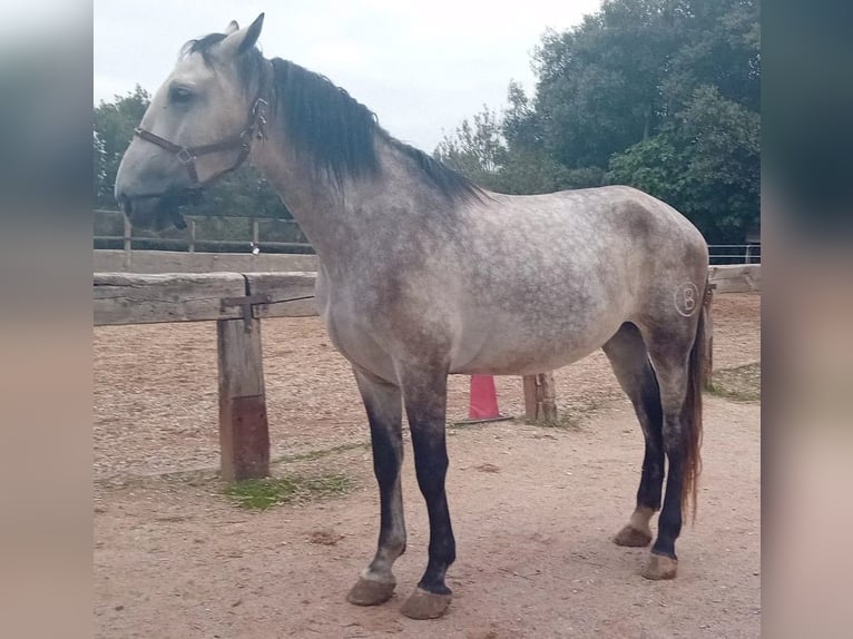 Andaluso Castrone 5 Anni 170 cm Grigio in Serinya