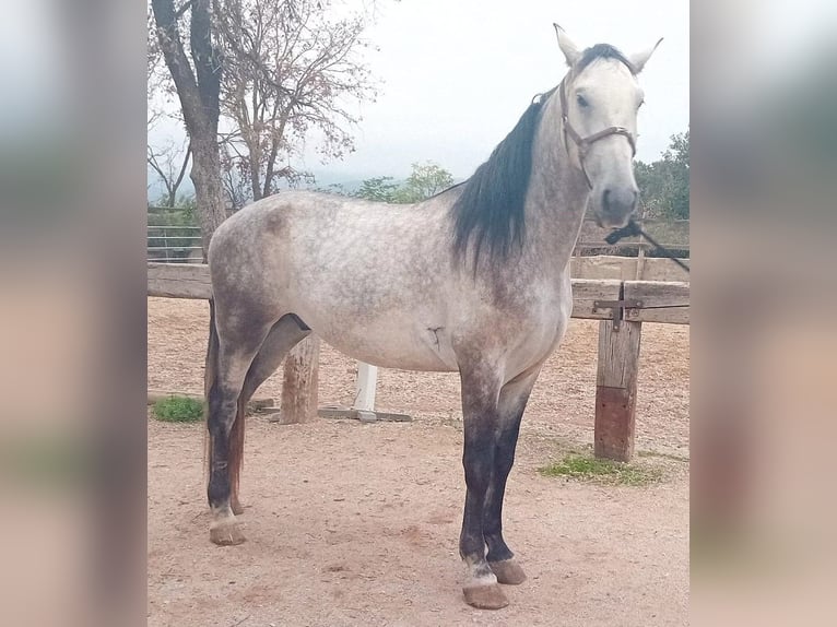 Andaluso Castrone 5 Anni 170 cm Grigio in Serinya