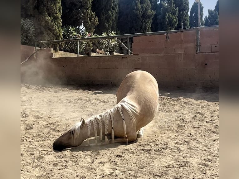 Andaluso Mix Castrone 6 Anni 140 cm Palomino in Mijas