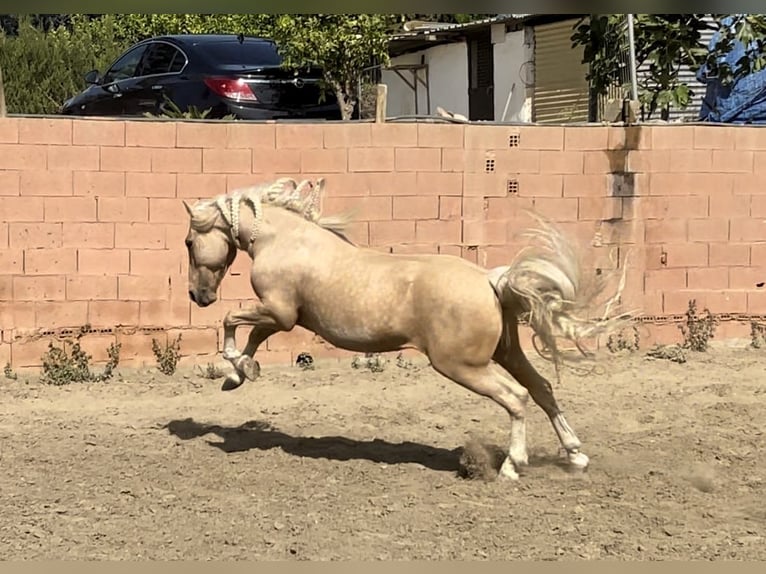 Andaluso Mix Castrone 6 Anni 140 cm Palomino in Mijas