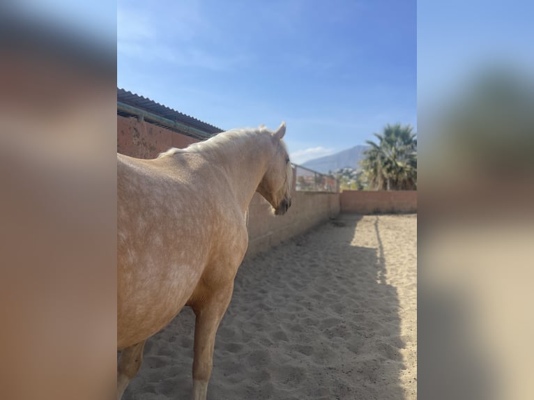 Andaluso Mix Castrone 6 Anni 140 cm Palomino in Mijas