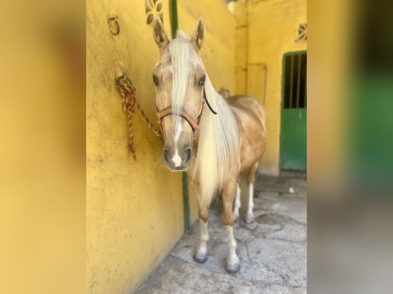 Andaluso Mix Castrone 6 Anni 140 cm Palomino in Mijas