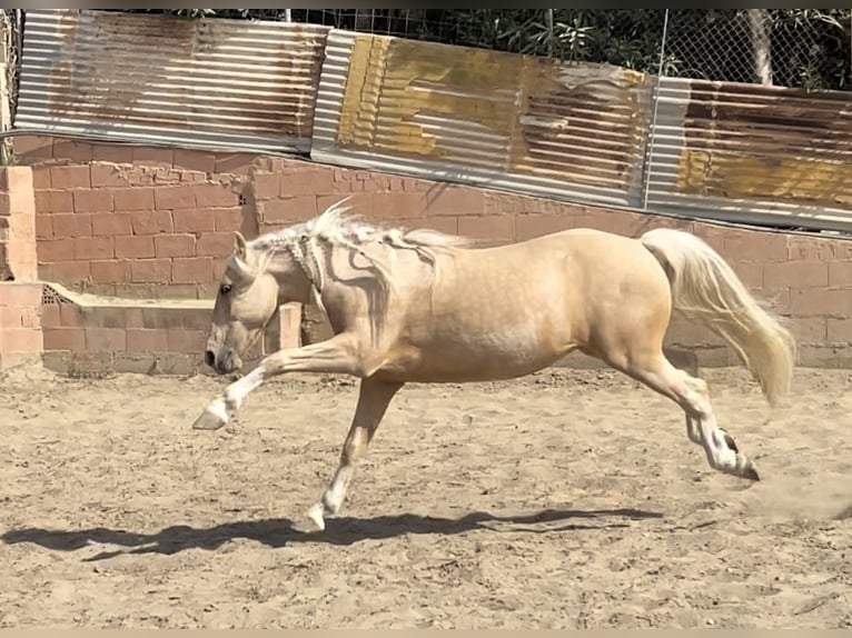 Andaluso Mix Castrone 6 Anni 140 cm Palomino in Mijas