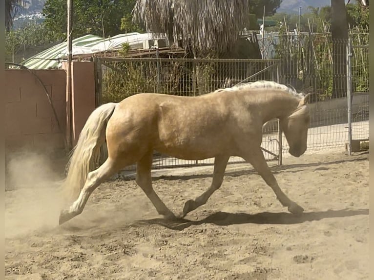 Andaluso Mix Castrone 6 Anni 140 cm Palomino in Mijas