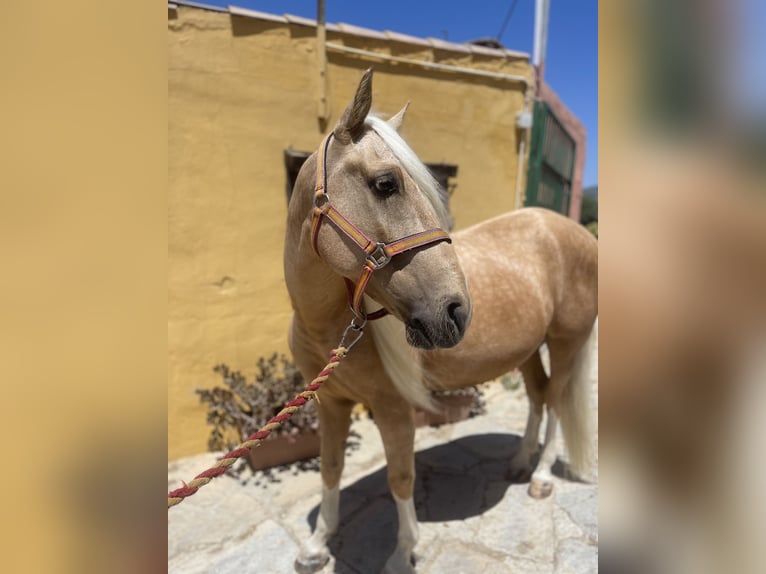 Andaluso Mix Castrone 6 Anni 140 cm Palomino in Mijas