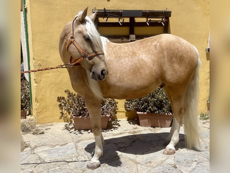 Andaluso Mix Castrone 6 Anni 140 cm Palomino in Mijas