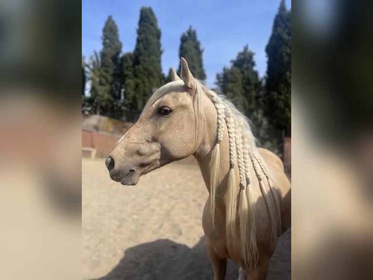 Andaluso Mix Castrone 6 Anni 140 cm Palomino in Mijas