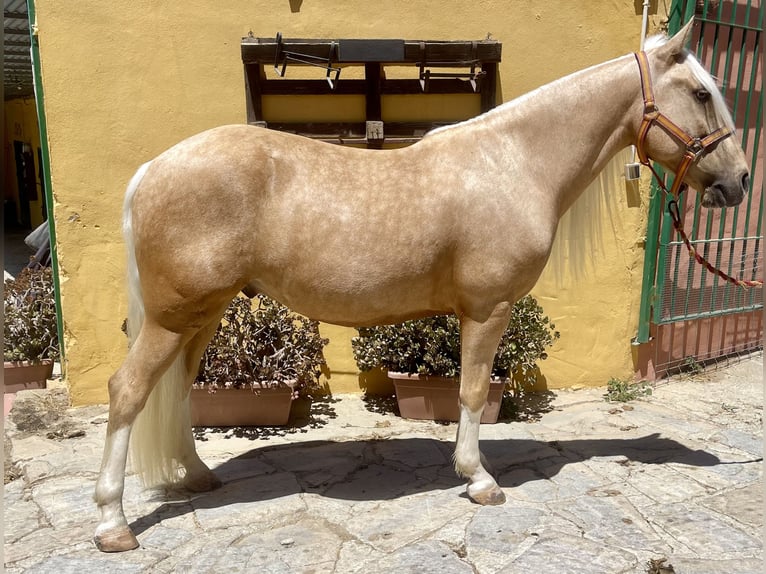 Andaluso Mix Castrone 6 Anni 140 cm Palomino in Mijas