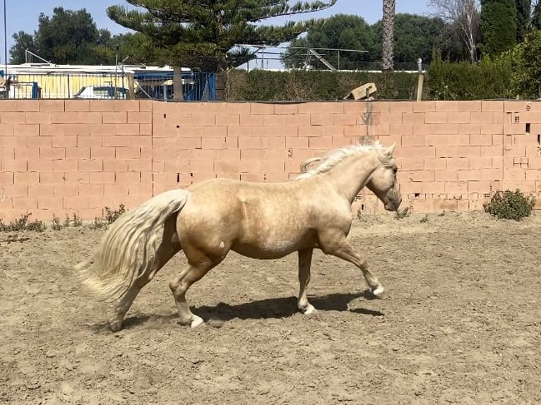 Andaluso Mix Castrone 6 Anni 140 cm Palomino in Mijas