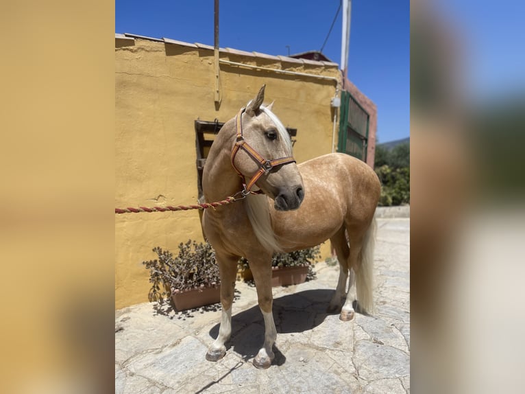 Andaluso Mix Castrone 6 Anni 140 cm Palomino in Mijas