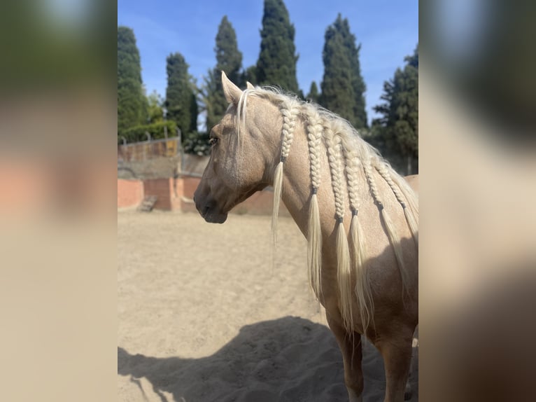 Andaluso Mix Castrone 6 Anni 140 cm Palomino in Mijas