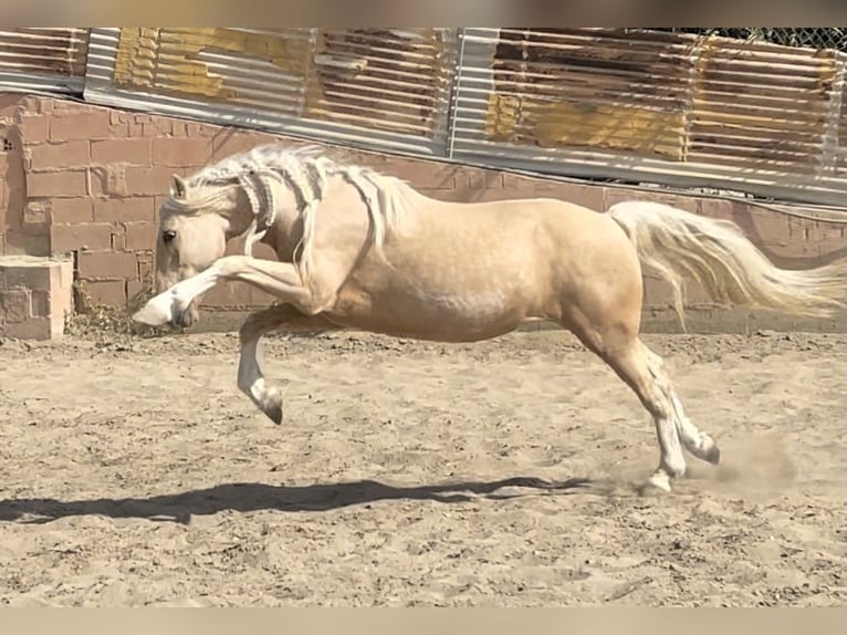 Andaluso Mix Castrone 6 Anni 140 cm Palomino in Mijas