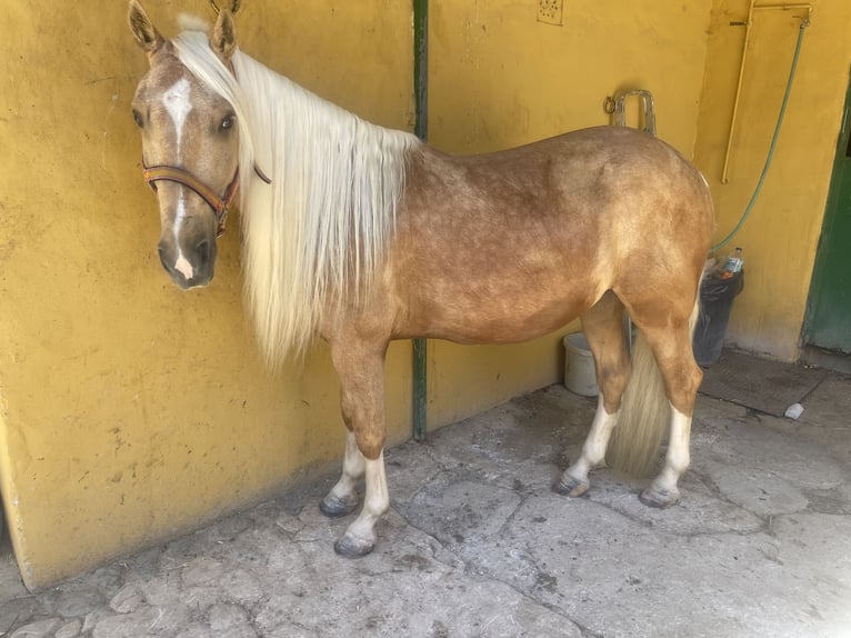 Andaluso Mix Castrone 6 Anni 140 cm Palomino in Mijas