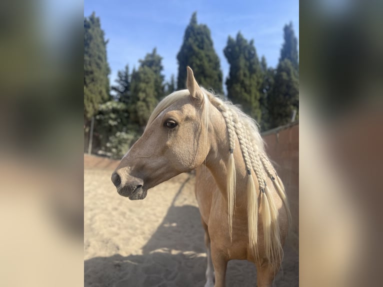 Andaluso Mix Castrone 6 Anni 140 cm Palomino in Mijas