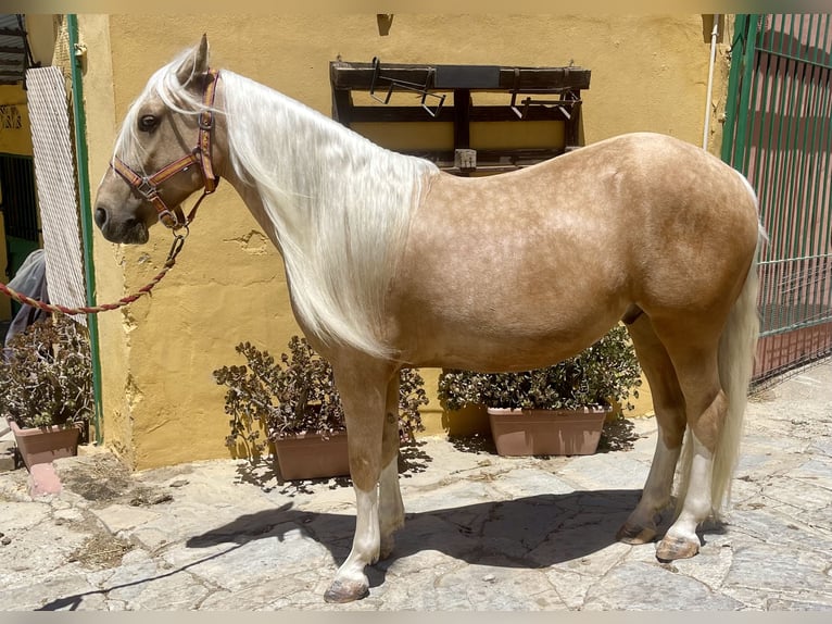 Andaluso Mix Castrone 6 Anni 140 cm Palomino in Mijas