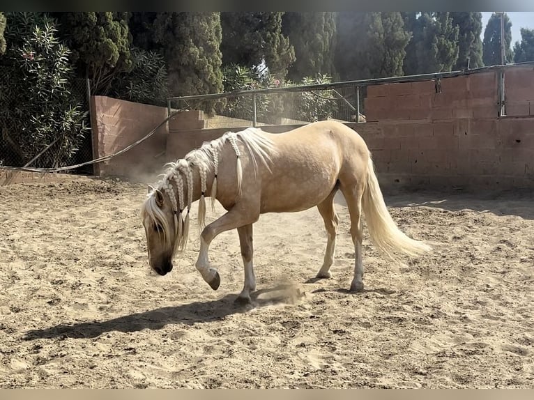 Andaluso Mix Castrone 6 Anni 140 cm Palomino in Mijas