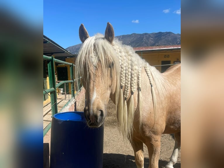 Andaluso Mix Castrone 6 Anni 140 cm Palomino in Mijas