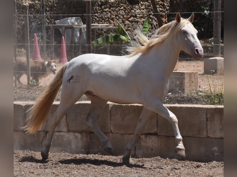 Andaluso Castrone 6 Anni 149 cm Cremello in Mallorca
