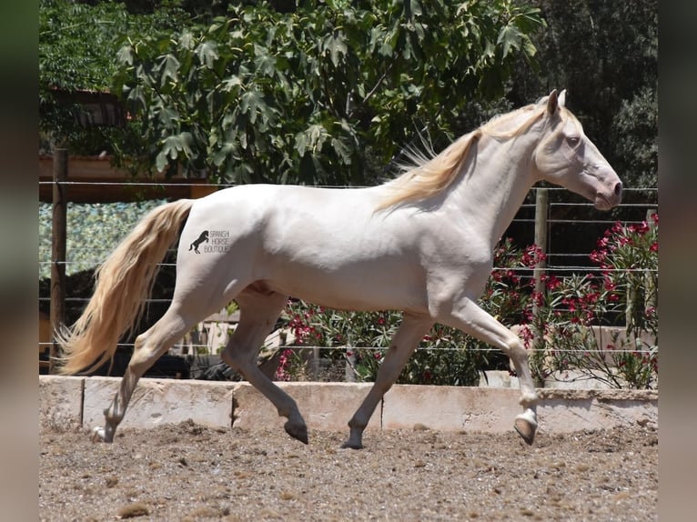 Andaluso Castrone 6 Anni 149 cm Cremello in Mallorca