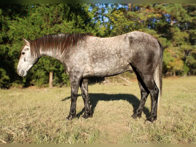 Andaluso Castrone 6 Anni 150 cm Grigio in risk tx