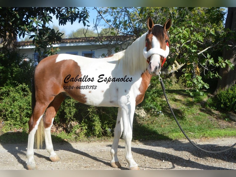 Andaluso Castrone 6 Anni 150 cm Pezzato in Vejer de la Frontera