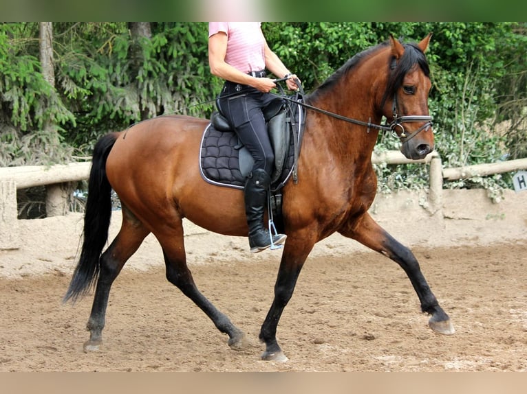 Andaluso Castrone 6 Anni 151 cm in Bad Mergentheim