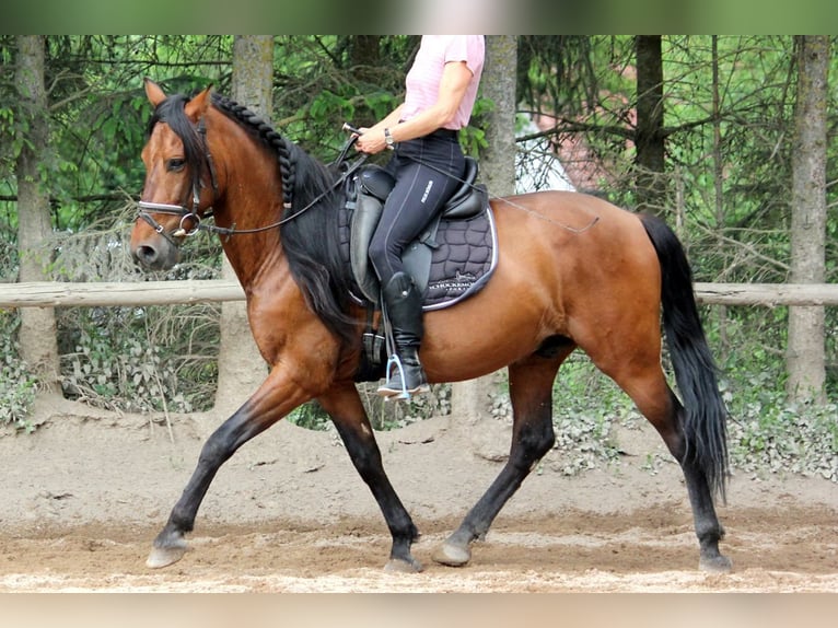 Andaluso Castrone 6 Anni 151 cm in Bad Mergentheim