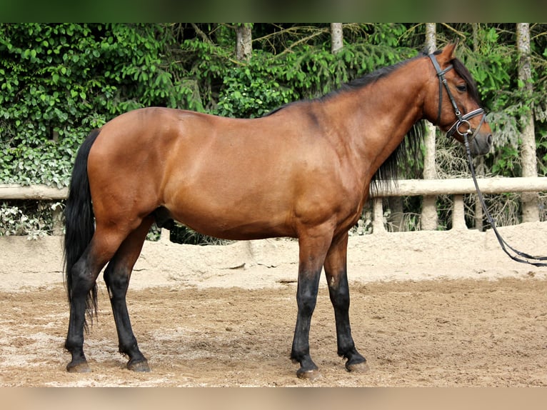 Andaluso Castrone 6 Anni 151 cm in Bad Mergentheim