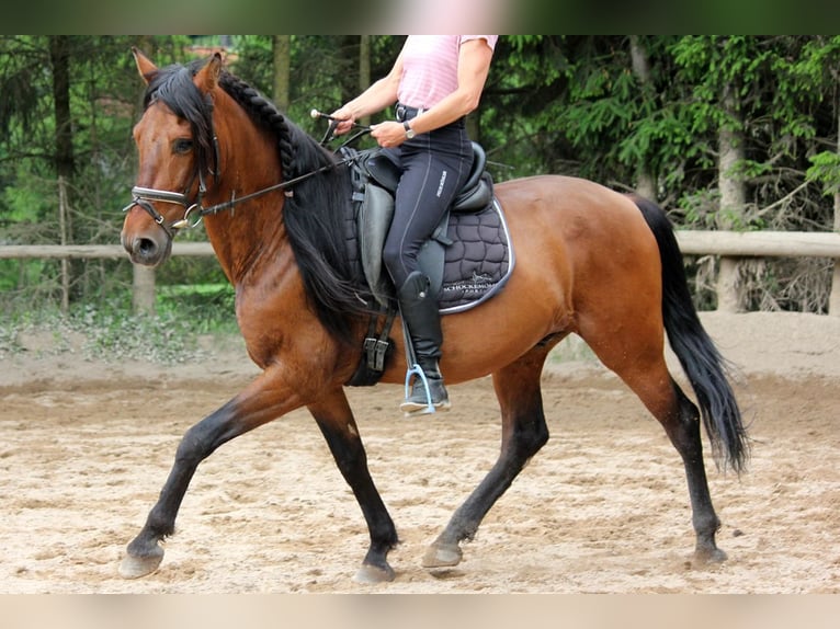 Andaluso Castrone 6 Anni 151 cm in Bad Mergentheim