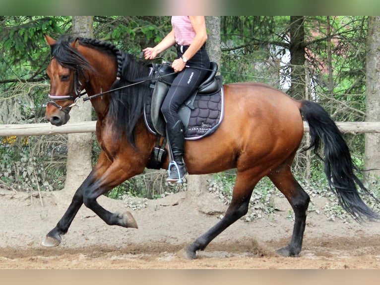 Andaluso Castrone 6 Anni 151 cm in Bad Mergentheim