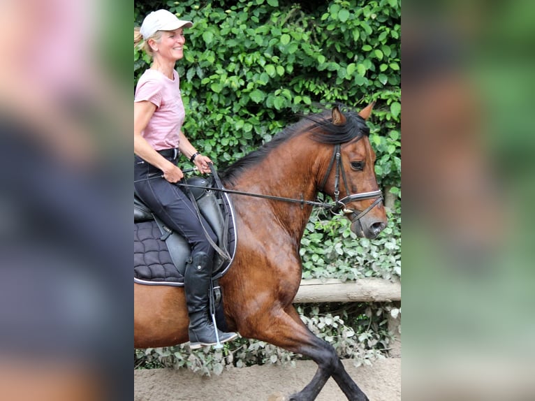 Andaluso Castrone 6 Anni 151 cm in Bad Mergentheim